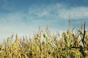 Співвласника кооперативу у Рівному вбили і закопали на кукурудзяному полі