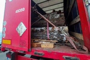 Волинянина з повною фурою крадених дров викрили на блокпосту на Рівненщині