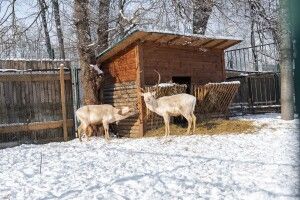 Лучан запрошують відсвяткувати день закоханих у зоопарку: що там буде