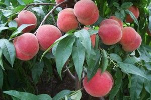 На Одещині знищено 100 гектарів родючих персикових садів