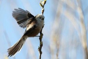 Фотомисливець влаштував між Рівним та Луцьком грандіозне полювання на птахів (фото)