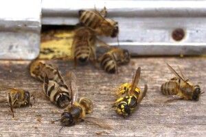 На Волині фермери скроплюють поля, а у пасічників гинуть бджоли (Відео)
