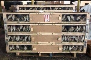 З України арабські браконьєри вивозять тисячі співочих птахів (Відео)