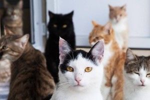 У Львові під час гасіння пожежі вдалося врятувати хлопчика та 11 котів