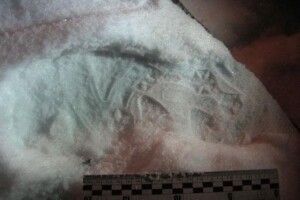 На подвір’я рівненського бізнесмена кинули гранату