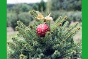 Скільки ялинок продали волинські лісівники?