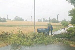 На Рівненщині зламане вітром дерево перегородило дорогу (Фото) 