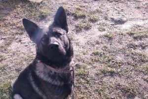 В Почаєві пес погриз дитині обличчя та зламав щелепу