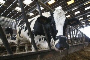 На американських корів надягнуть намордники: аби не відригували метан в атмосферу