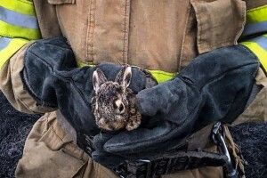 На Волині вогнеборці врятували з полум’я зайченят. Але не всіх...