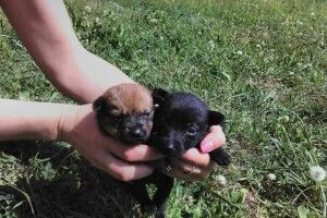 У Луцьку двійко милих цуценят з вовчим апетитом шукають дбайливих господарів 