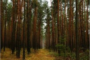 Лісистість Волині хочуть довести до 36%