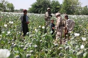 В Афганістані фермери виготовляють опіум за допомогою сонячних батарей