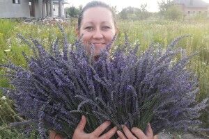 Біля Луцька фермерка вирощує 2 тисячі кущів лаванди