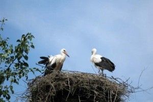 Маневицькі електрики встановили безпечні гнізда для лелек