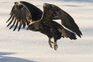 35-річну беркутиху з Фінляндії офіційно визнали найстарішою в Європі (фото)
