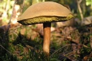 На Волині поліцейські розшукали грибника, якому стало зле в лісі