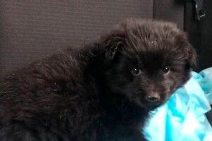 Покинутого цуцика на Відродження у Луцьку – забрали патрульні (Фото)