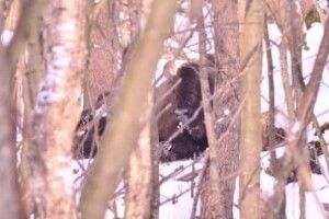 Врятувати травмованого зубра не вдалося