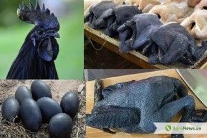 Чорніше чорного: найдорожча курка несе чорні яйця