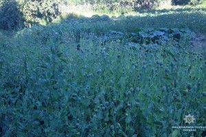 У Любешівському районі поліцейські виявили ділянку маку 