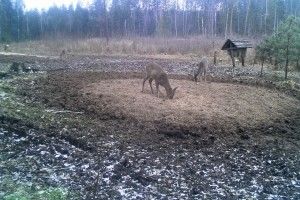 На Маневиччині показали, як підгодовують диких тварин