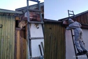 У Сарненському районі на подвір'ї селян оселилися небезпечні комахи