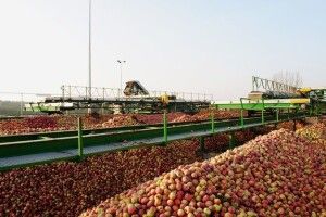 Світ дедалі завзятіше наминає українські фрукти