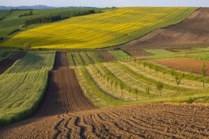На Волині у фермерського господарства заберуть 50 гектарів землі 