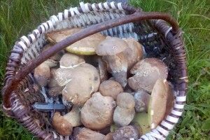 Директор школи похвалився першими в цьому році грибами