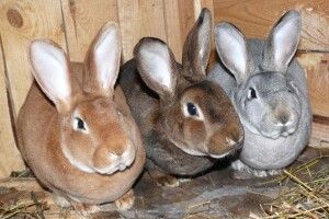 І волинські злодії знають, що кролики – це не тільки цінне хутро…