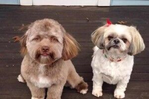 Facebook підкорив пес з «людським обличчям»