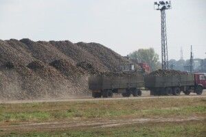 На території луцького цукрового заводу височіють кількаметрові кагати буряків (Фото)