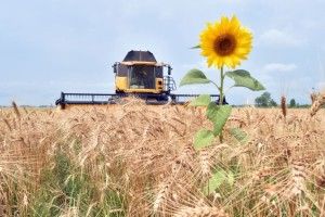 Майже вся волинська картопля - із селянських городів 