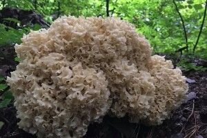 Рівнянка зустріла у лісі червонокнижну грибну капусту (Фото)