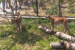 У Луцькому зоопарку тепер житимуть ще й рисі