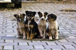 У Здолбунові безхатній Сірко цапнув за руку семирічну дівчинку