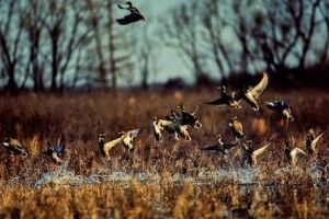 На Волині стартує мисливський сезон: на кого можна полювати, щоб не оштрафували
