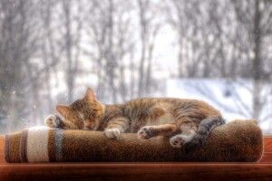 Якою буде погода на Волині