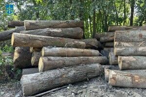 «Нарубали» на 22 мільйони: експрацівникам лісового господарства повідомили про підозру 
