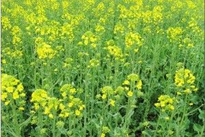 ТОП-3 країни-імпортери українського ріпаку в 2018