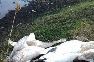 Лісівника і мисливця звинувачують у вбивстві червонокнижних лебедів