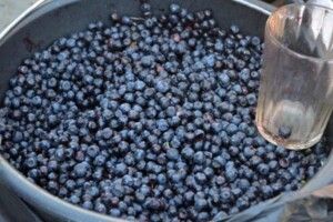 На луцьких ринках уже є чорниці 