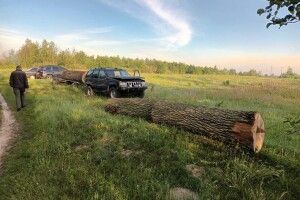 Піде під суд волинянин, який незаконно зрубав дуби в заказнику (Фото)