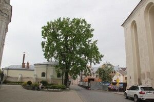Дуб біля будинку Косачів у Луцьку – жива нитка зв’язку між Лесею Українкою і нами
