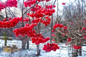 Хто з калиною знається, той в здоров’ї купається