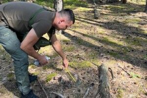На Волині незаконно вирубали понад 2,5 тисячі дерев: збитки – майже 19 мільйонів гривень