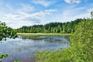 Природоохоронці з України й Білорусі займуться Прип’ятським Поліссям