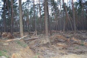 В обласній раді обговорять виділення земельних ділянок у Маневицькому районі