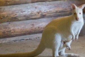 У Харківському зоопарку народилося кенгурятко-альбінос (фото)